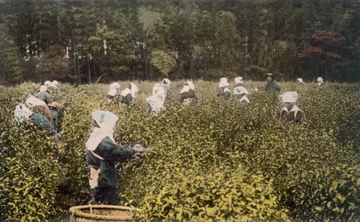 Femmes cueillant du thé, avec un surveillant masculin